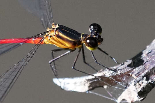 Image of Red-and-black Flatwing