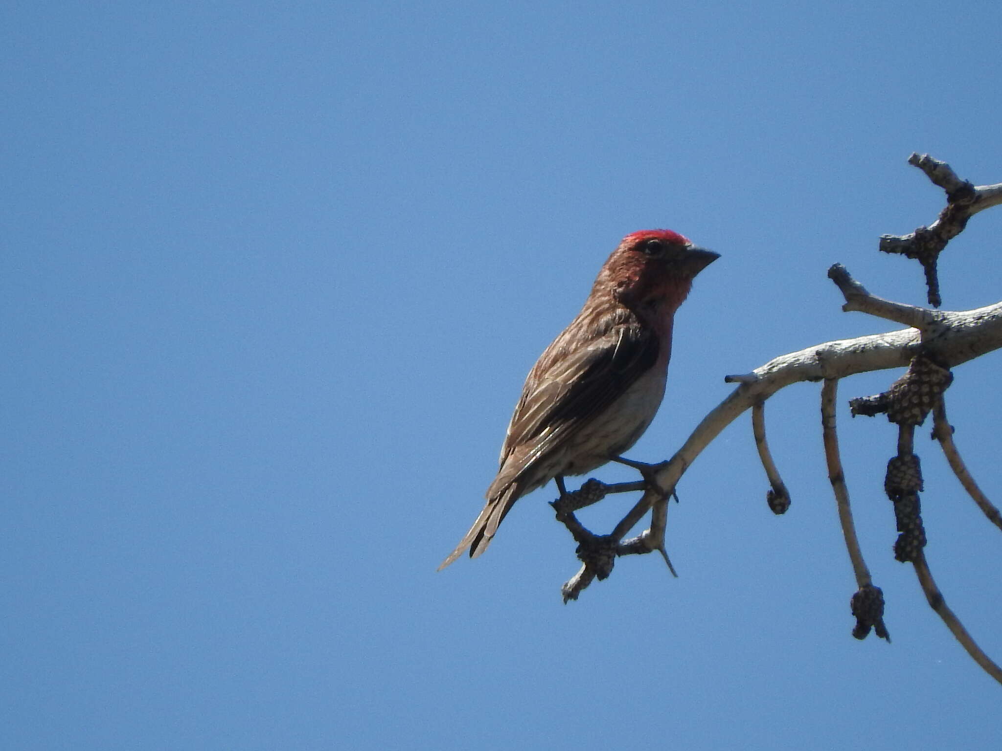 Image of Cassin's Finch