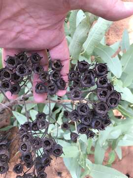 Image of Angophora robur L. A. S. Johnson & K. D. Hill