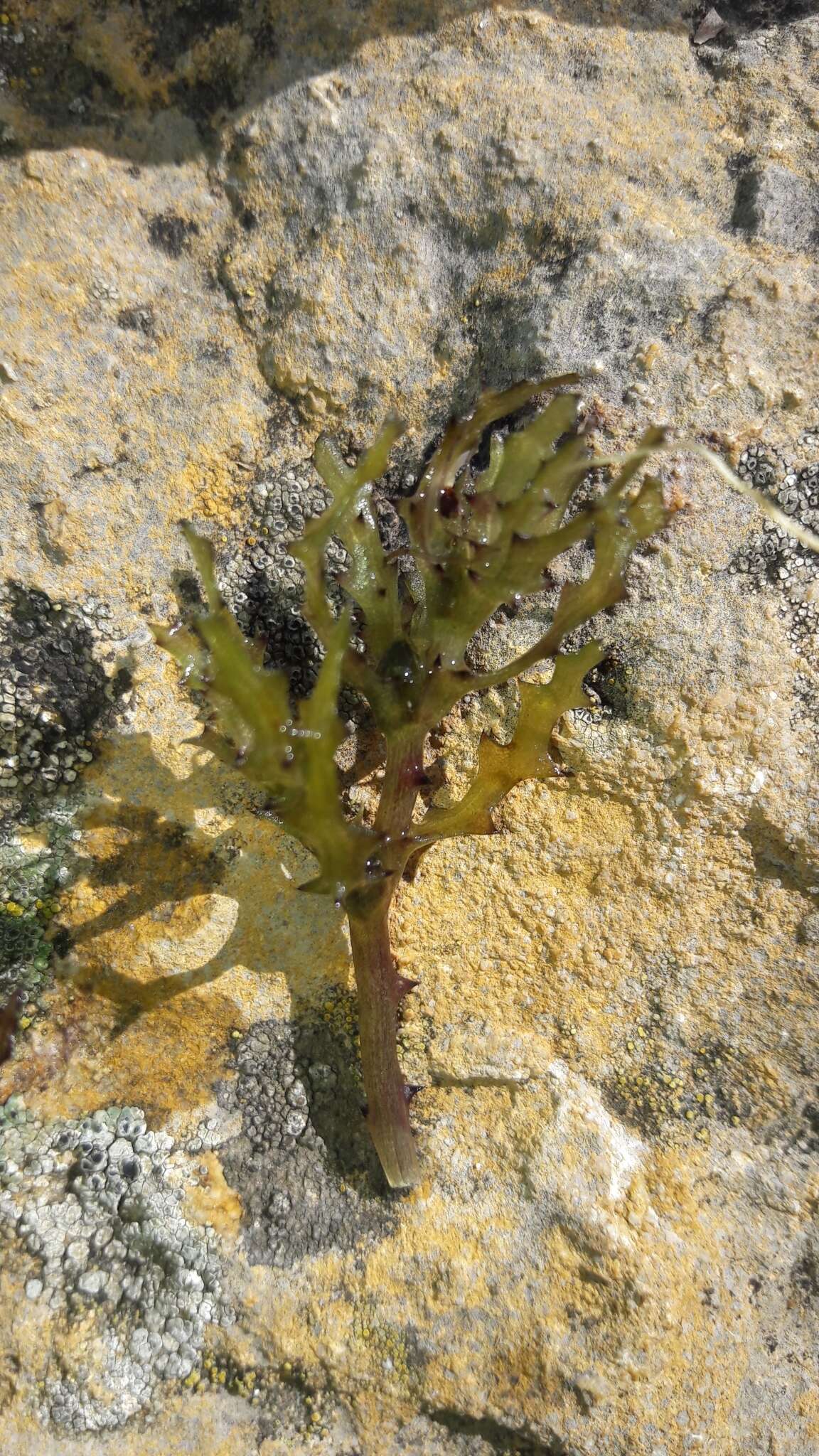 Image of Holly-leaved Naiad