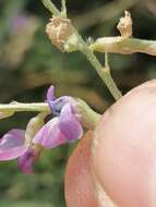 Image of Oxytropis glabra DC.