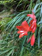 Слика од Gladiolus cardinalis Curtis