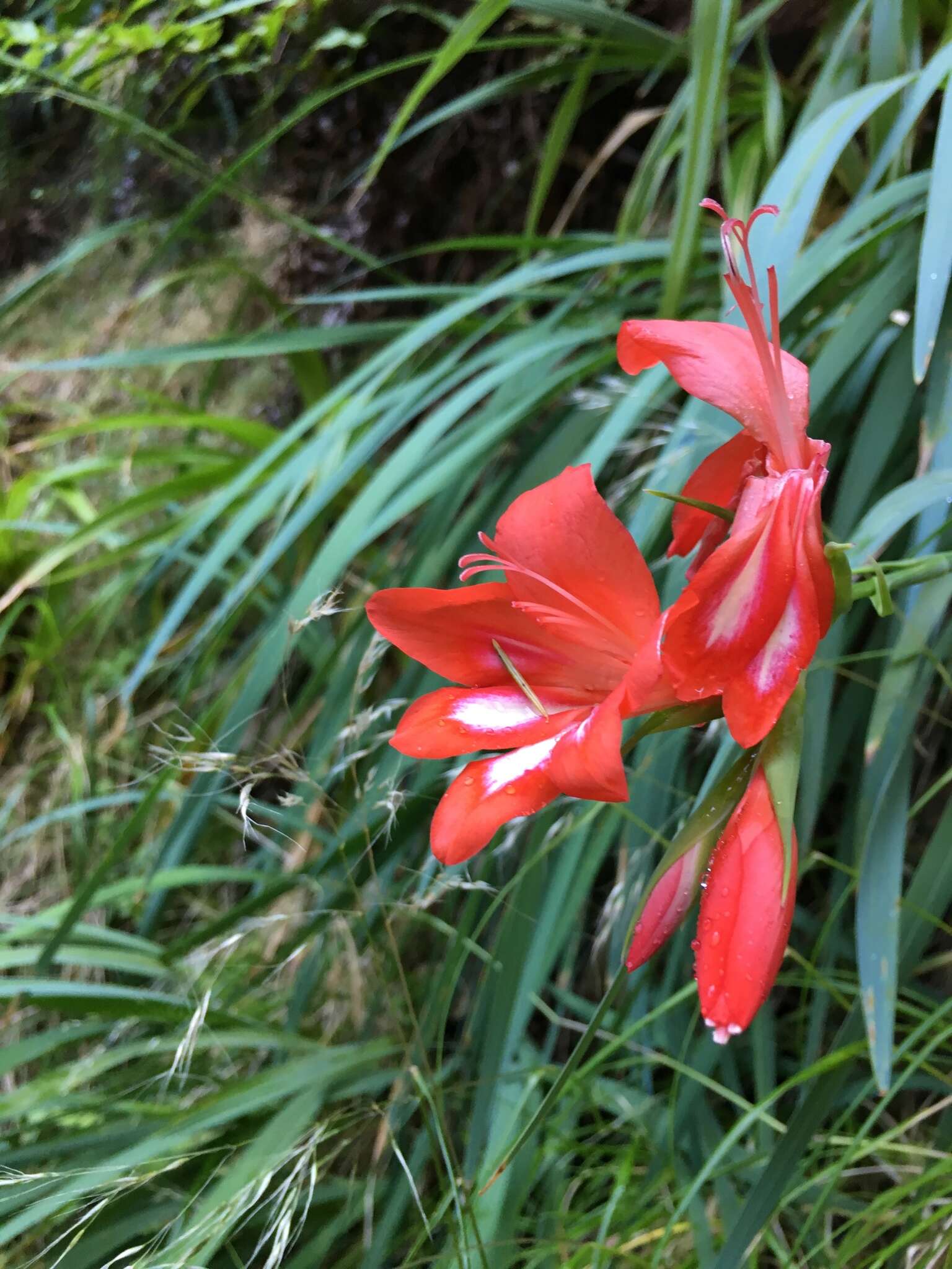 Imagem de Gladiolus cardinalis Curtis