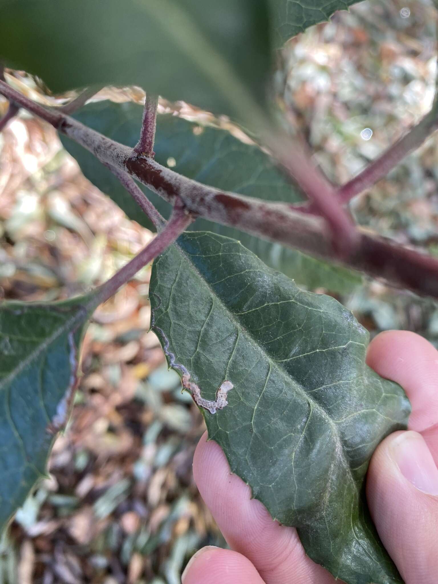 Image of Stigmella heteromelis Newton & Wilkinson 1982