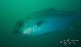 Image of Samson fish