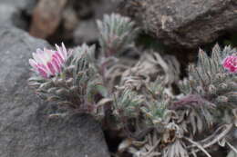 Imagem de Oriastrum apiculatum (J. Rémy) A. M. R. Davies