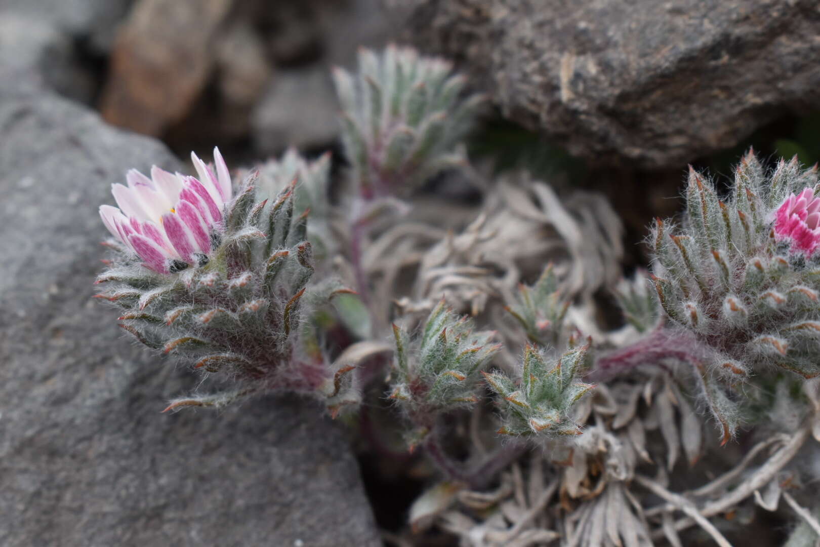 Imagem de Oriastrum apiculatum (J. Rémy) A. M. R. Davies