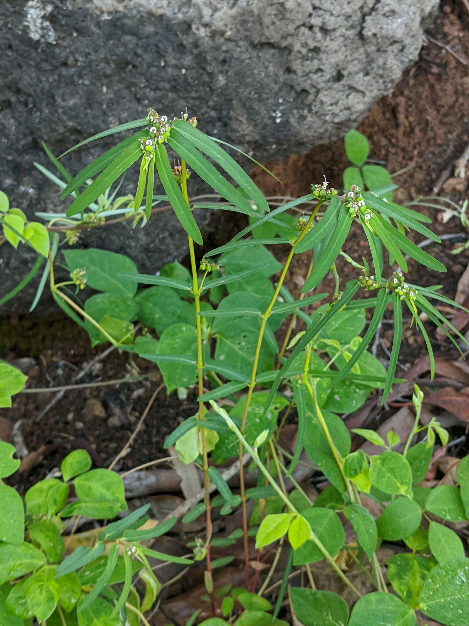 Imagem de Euphorbia bifida Hook. & Arn.