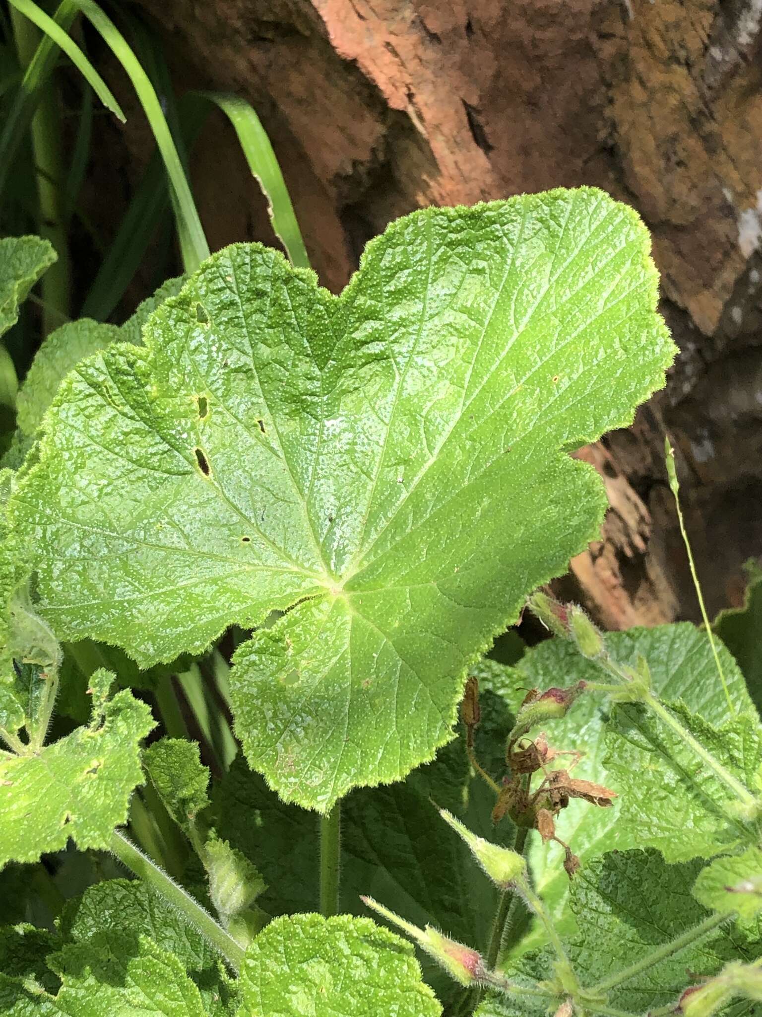 Image of Pelargonium papilionaceum (L.) L'Her. ex Ait.