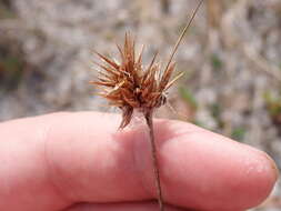 Image of Manatee Beak Sedge