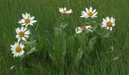 Image of White-Ray Mule's-Ears