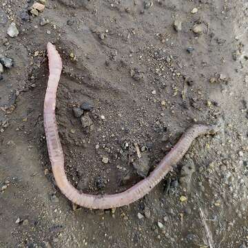 Image of White worm