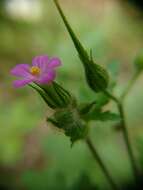 Image of Geranium purpureum Vill.