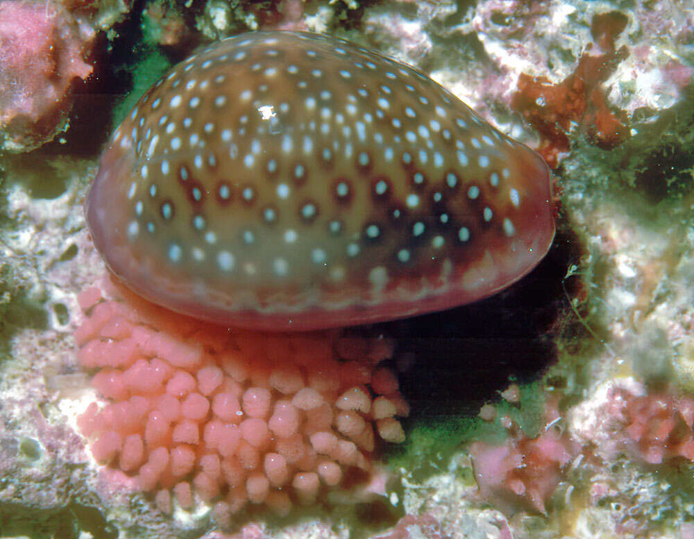 Image of Cowrie