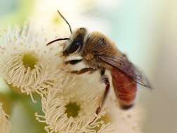 Leioproctus maculatus (Rayment 1930) resmi