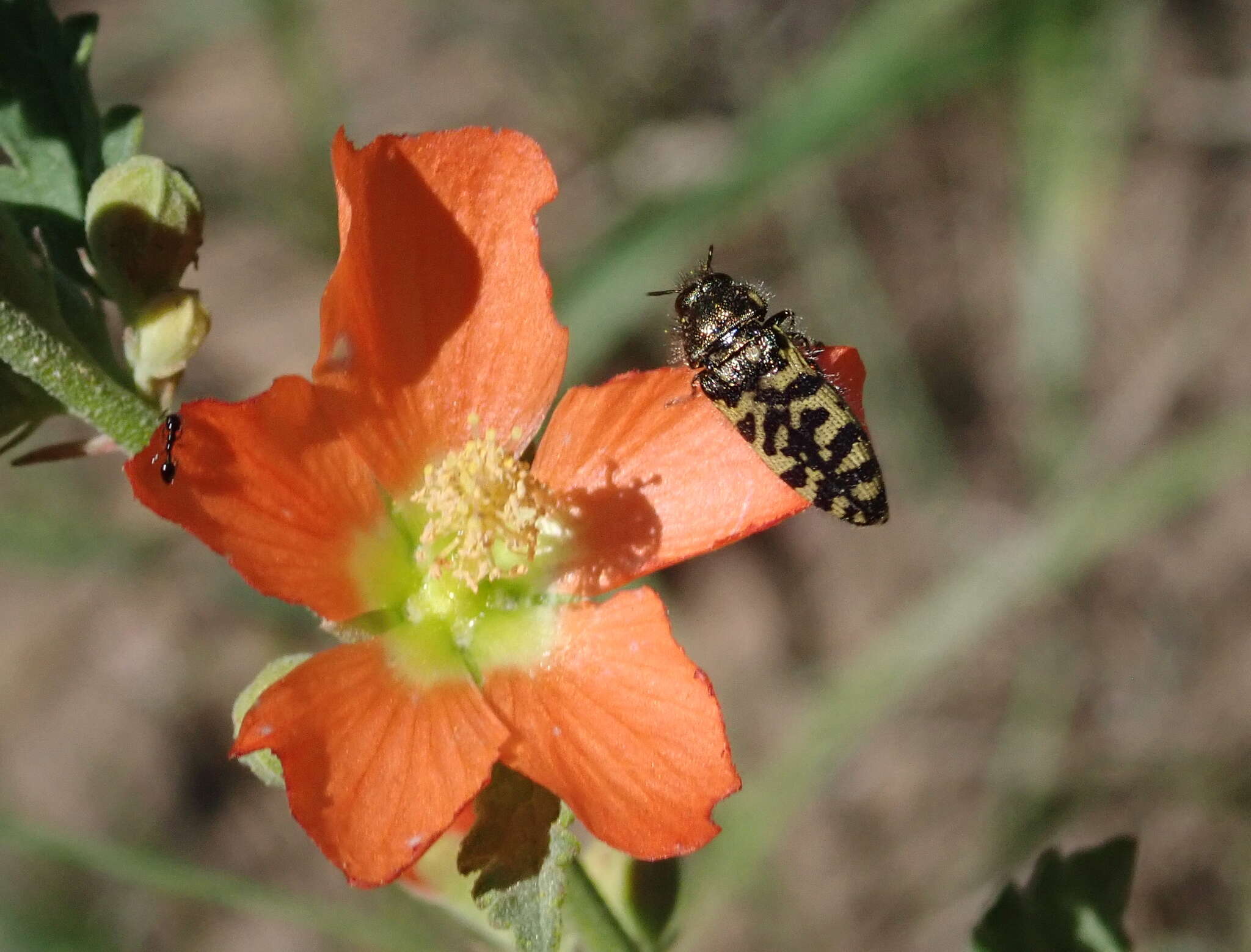 Image of Acmaeodera decipiens Le Conte 1866