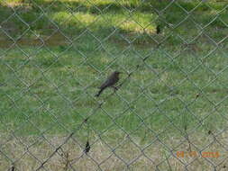 Image of Setophaga coronata auduboni (J. K. Townsend 1837)