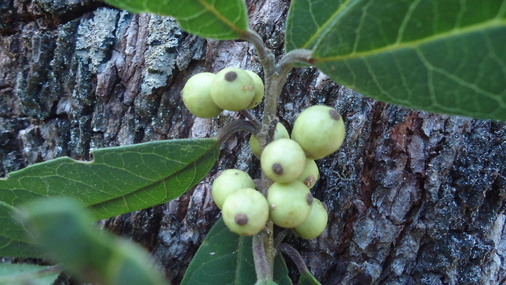 Image of Ilex brandegeeana Loes.