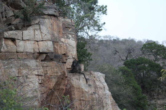 Image of Chacma Baboon