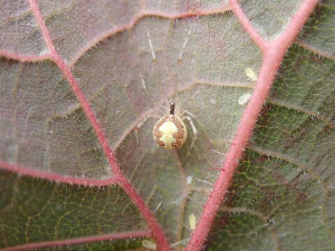 Image of Theridion varians Hahn 1833