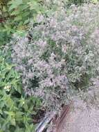 Image of Italian bugloss