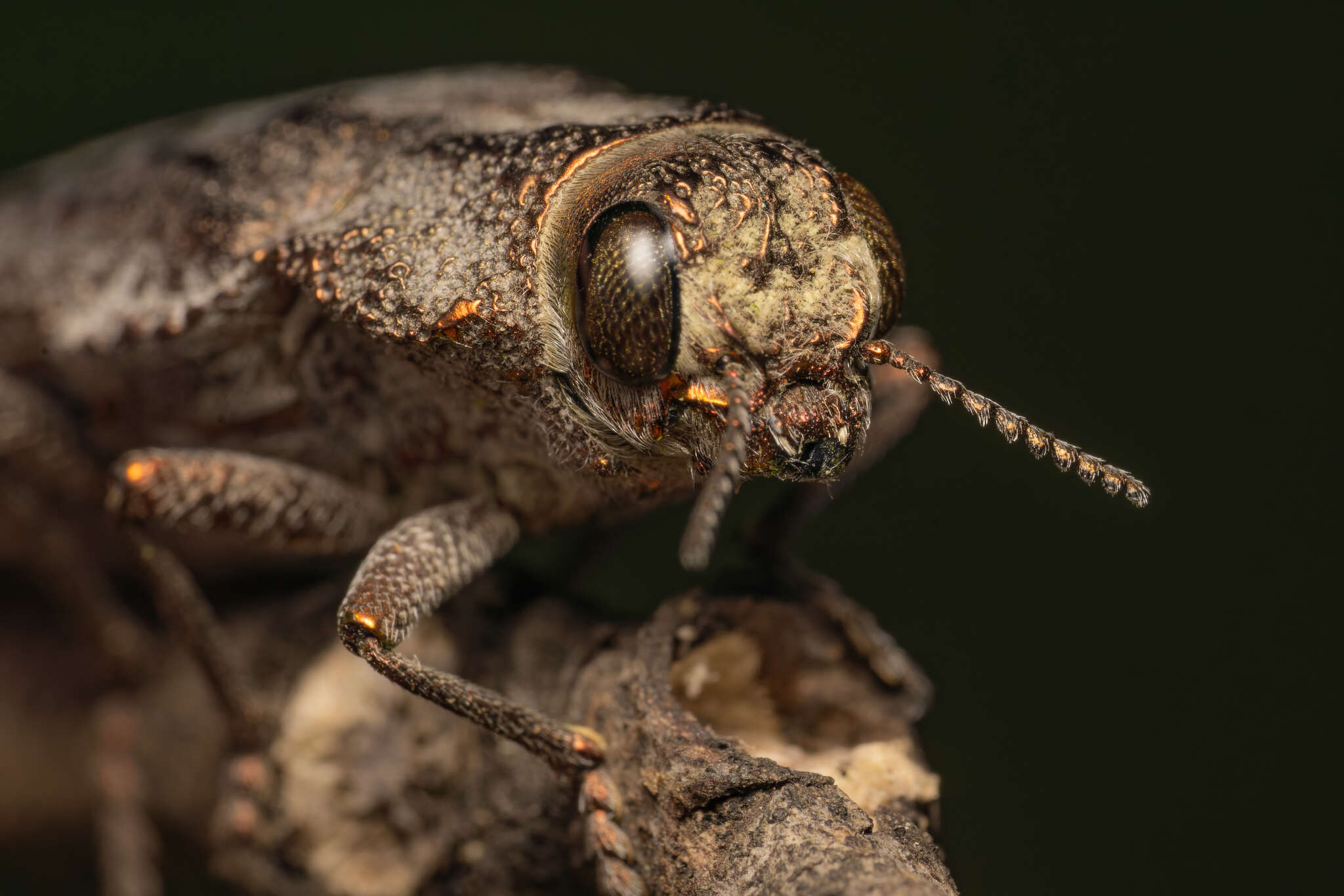 Image of Ectinogonia buquetii (Spinola 1837)