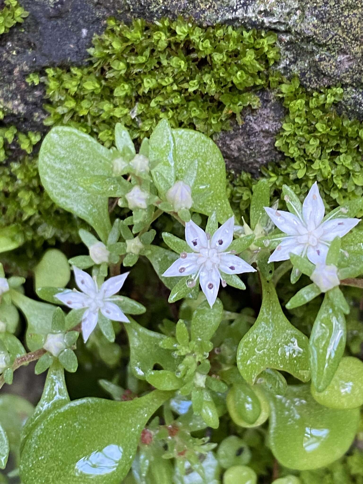 Image of Sedum jaliscanum S. Wats.