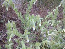 صورة <i>Onosma setosa</i>