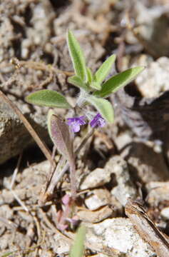 Image of San Jacinto bluecurls