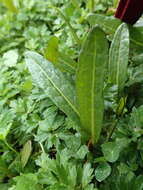 Rumex neglectus T. Kirk resmi