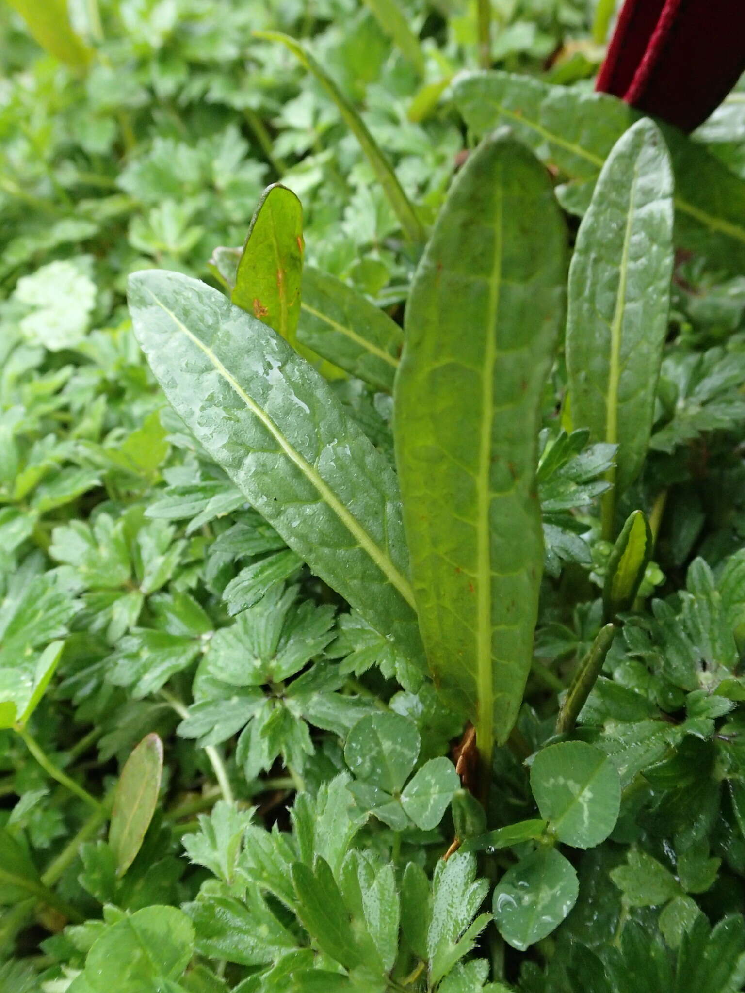 Rumex neglectus T. Kirk resmi