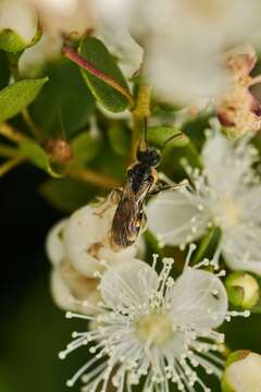 Corynura cristata (Smith 1853) resmi