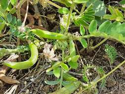 Imagem de Astragalus hamosus L.