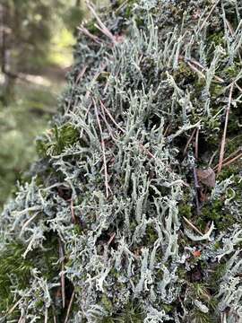 Image of cup lichen