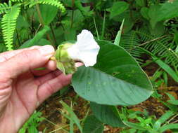 Imagem de Odonellia hirtiflora (M. Mart. & Gal.) K. Robertson