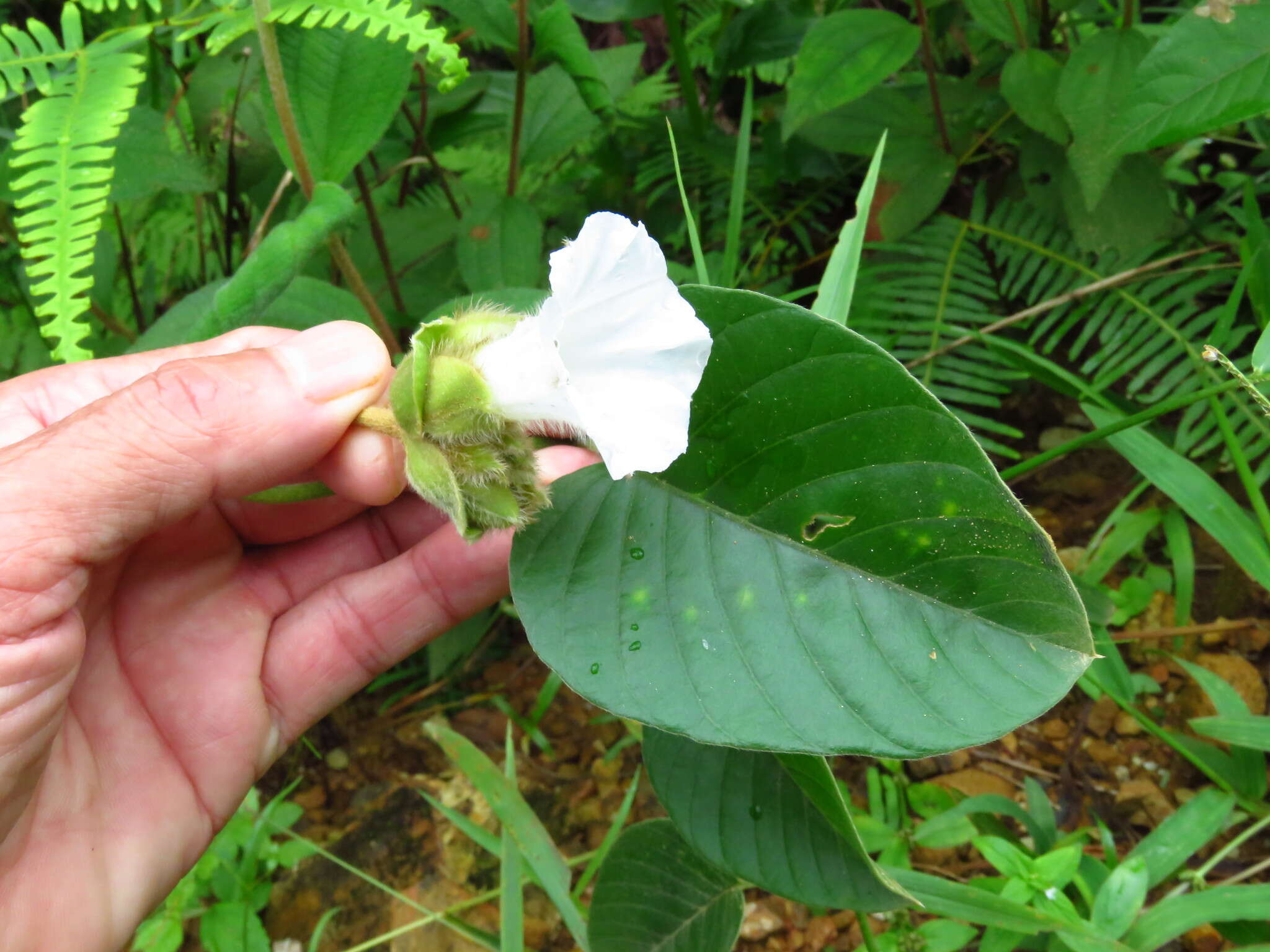 Imagem de Odonellia hirtiflora (M. Mart. & Gal.) K. Robertson