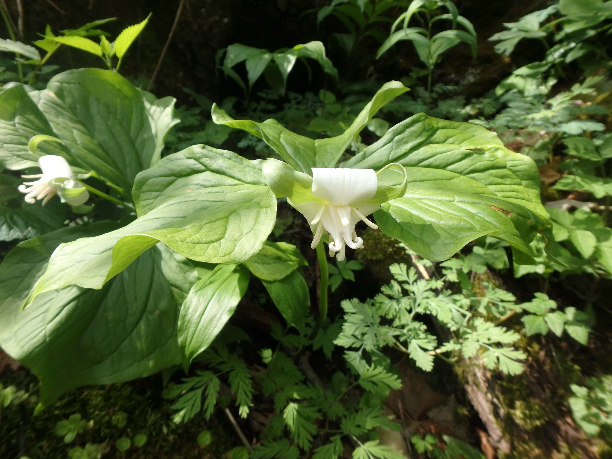 Imagem de Trillium flexipes Raf.