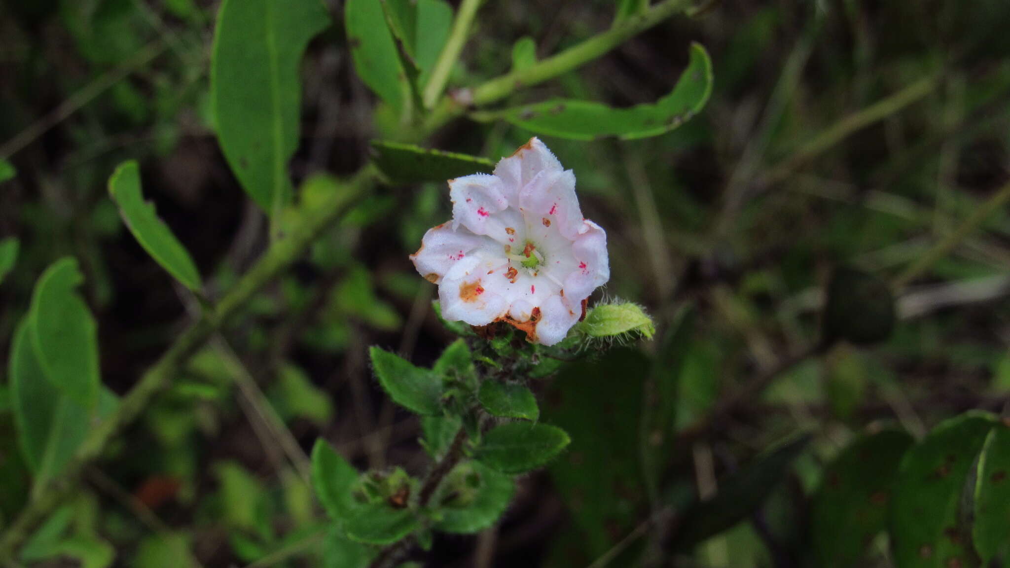 Image of hairy laurel