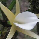 Image de Angraecum obesum H. Perrier