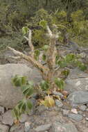 Imagem de Jatropha macrocarpa Griseb.