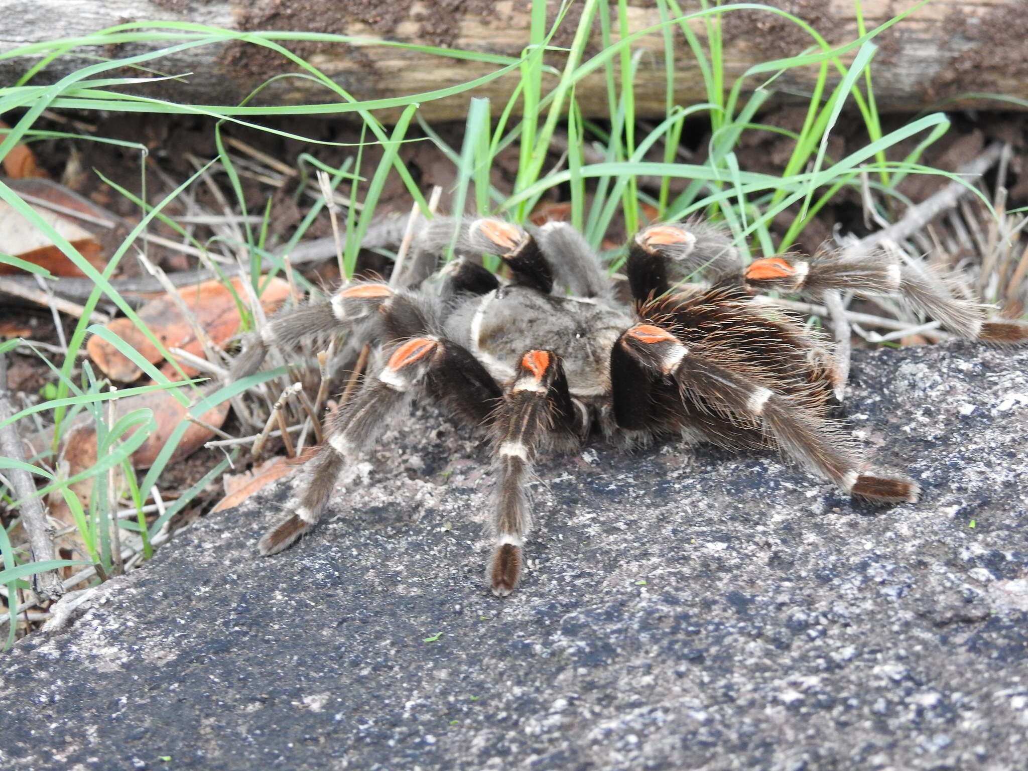 Image of Mexican flameknee tarantula