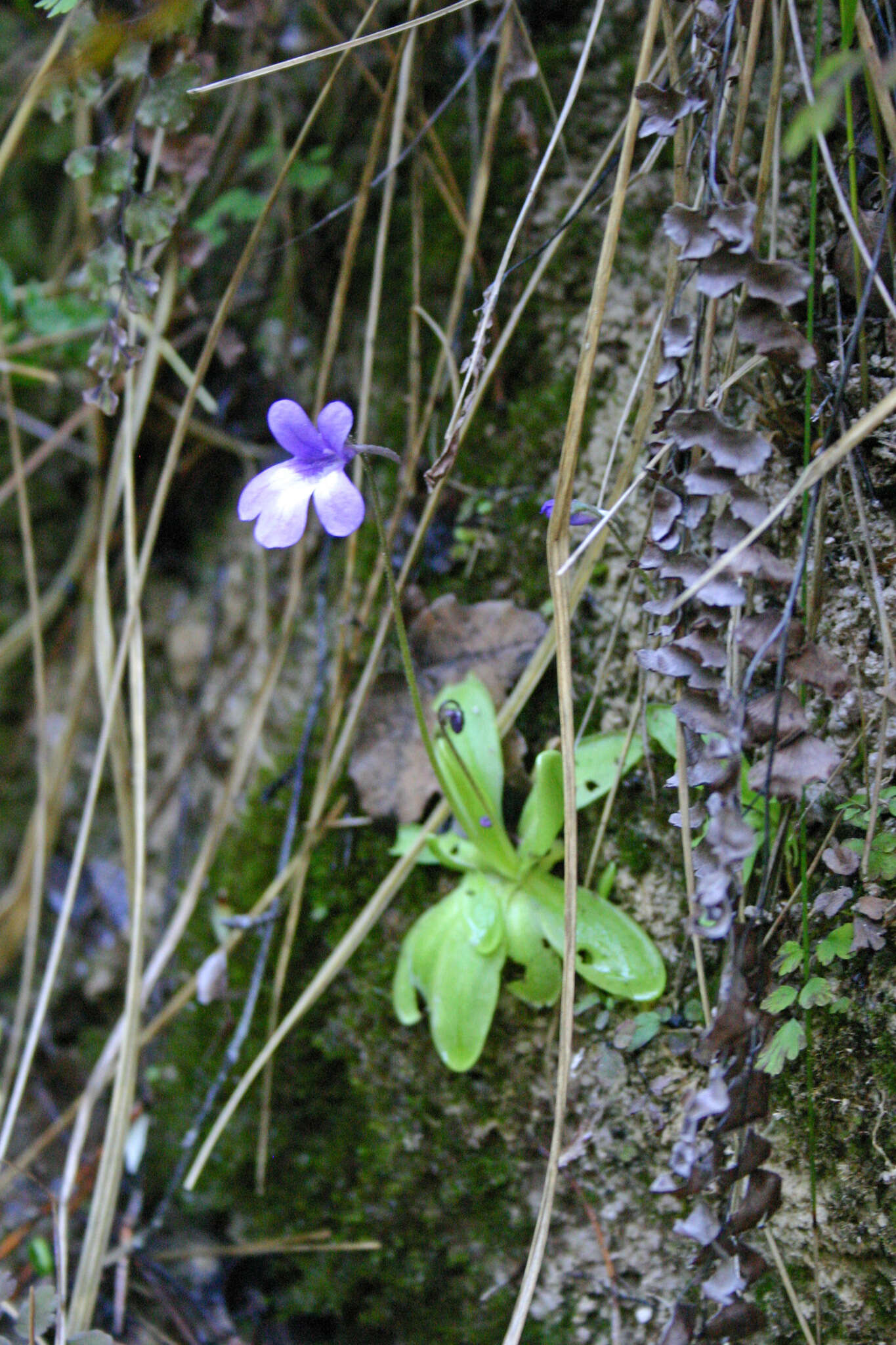 Imagem de Pinguicula dertosensis (Cañig.) G. Mateo Sanz & M. B. Crespo Villalba