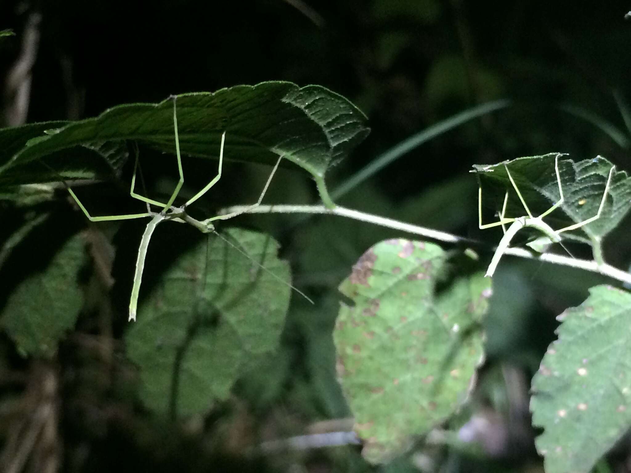 Image of Tamaulipan Walkingstick