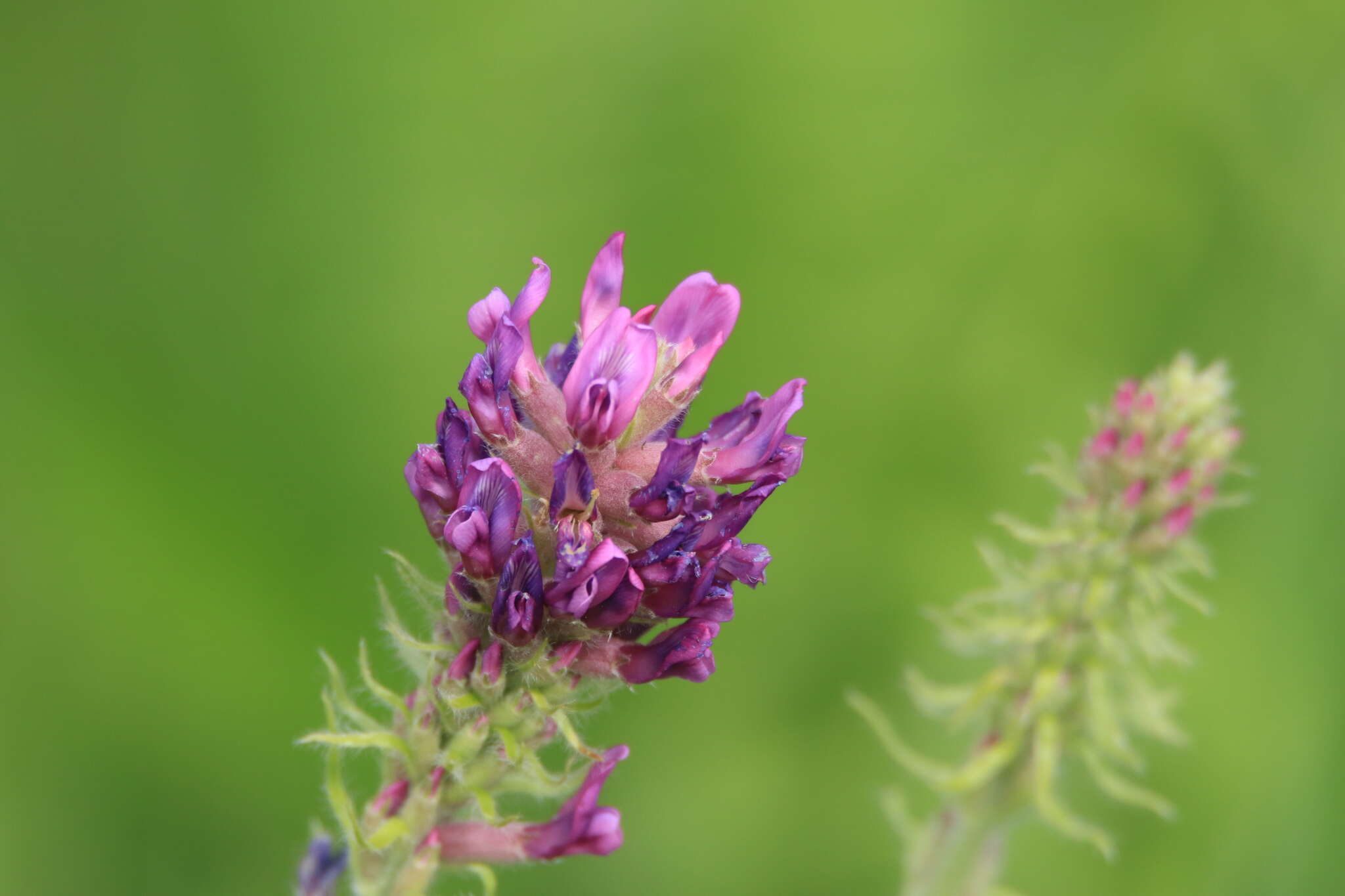 Image de Oxytropis campanulata Vassilcz.