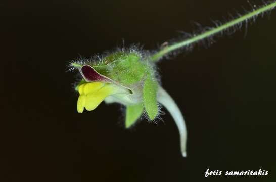 Image of Kickxia spuria subsp. integrifolia (Brot.) R. Fernandes