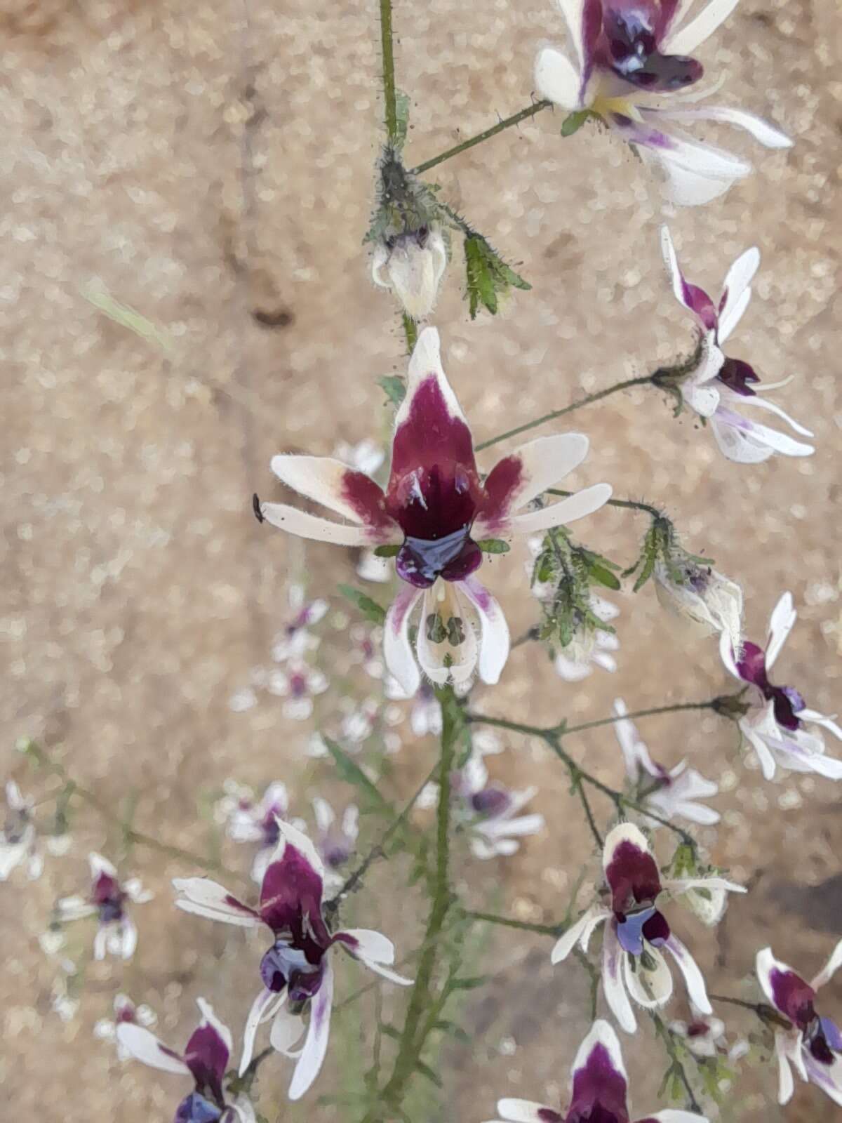 Imagem de Schizanthus parvulus Sudzuki