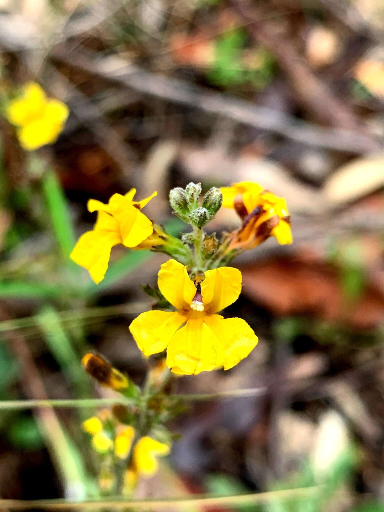 Image of Goodenia bellidifolia Sm.