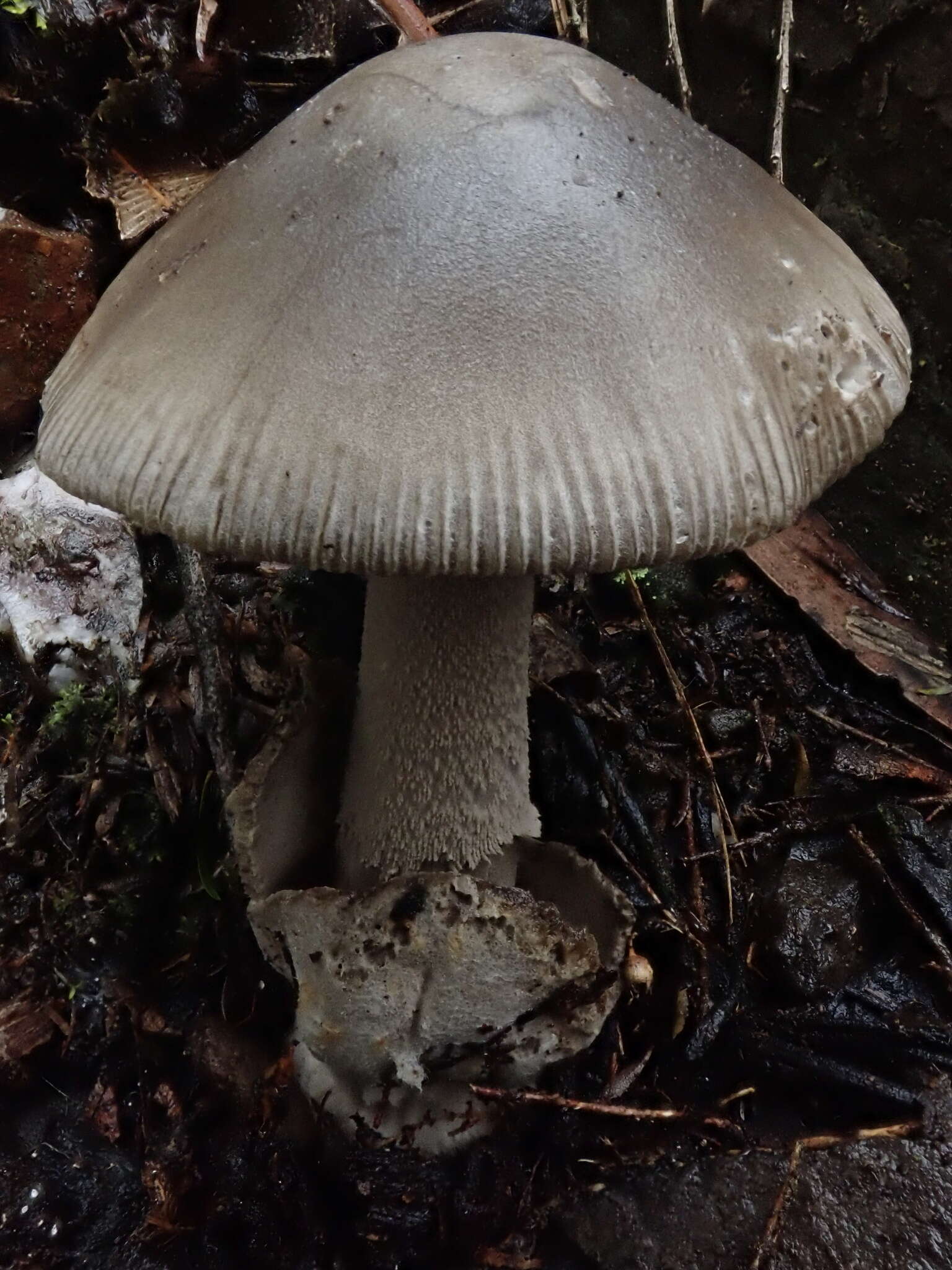 Image of Amanita cheelii P. M. Kirk 2013