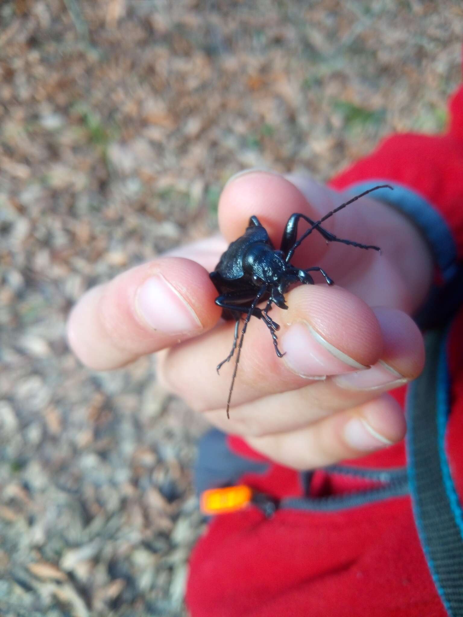 Carabus (Megodontus) septemcarinatus Motschulsky 1840 resmi