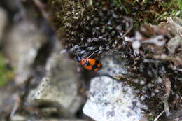 Image of Lebia (Lebia) cruxminor (Linnaeus 1758)